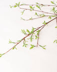 Willow Buds Branch