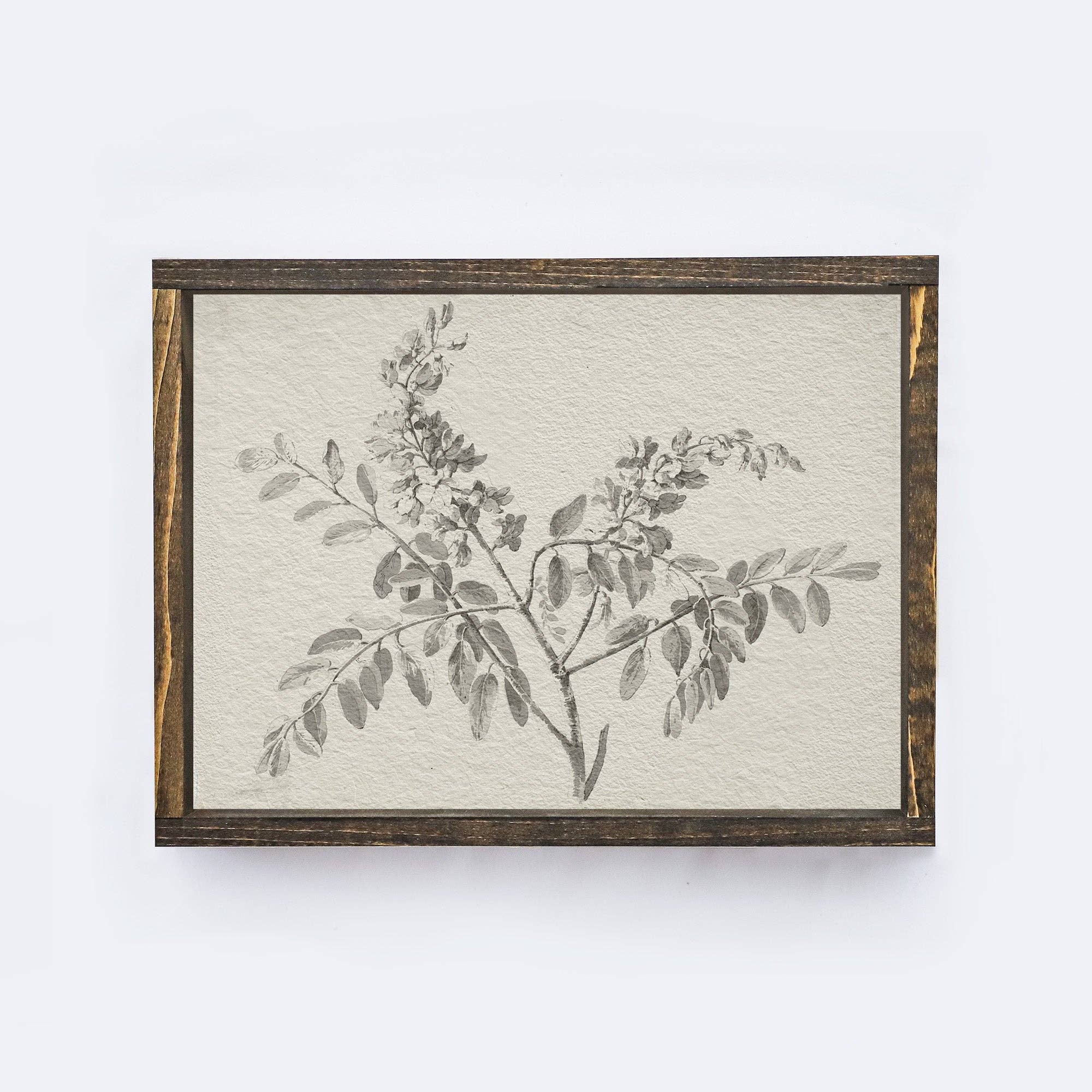 Vintage Print Framed | Botanical Watercolour Painting A75 - Cloth + Cabin