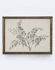 Vintage Print Framed | Botanical Watercolour Painting A75 - Cloth + Cabin