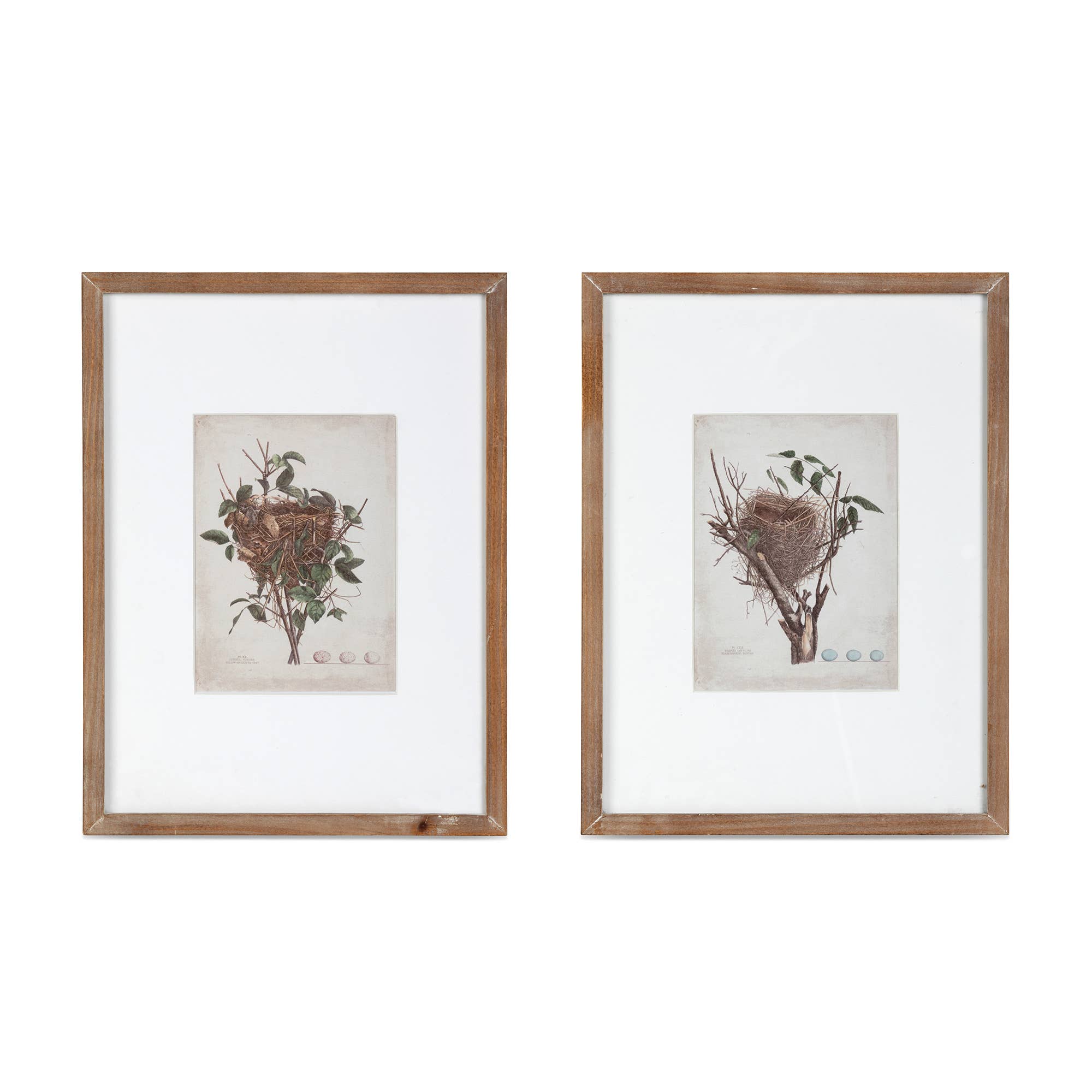 Feathered Nest Framed Print - Cloth + Cabin