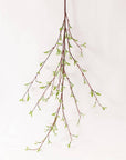 Willow Buds Branch