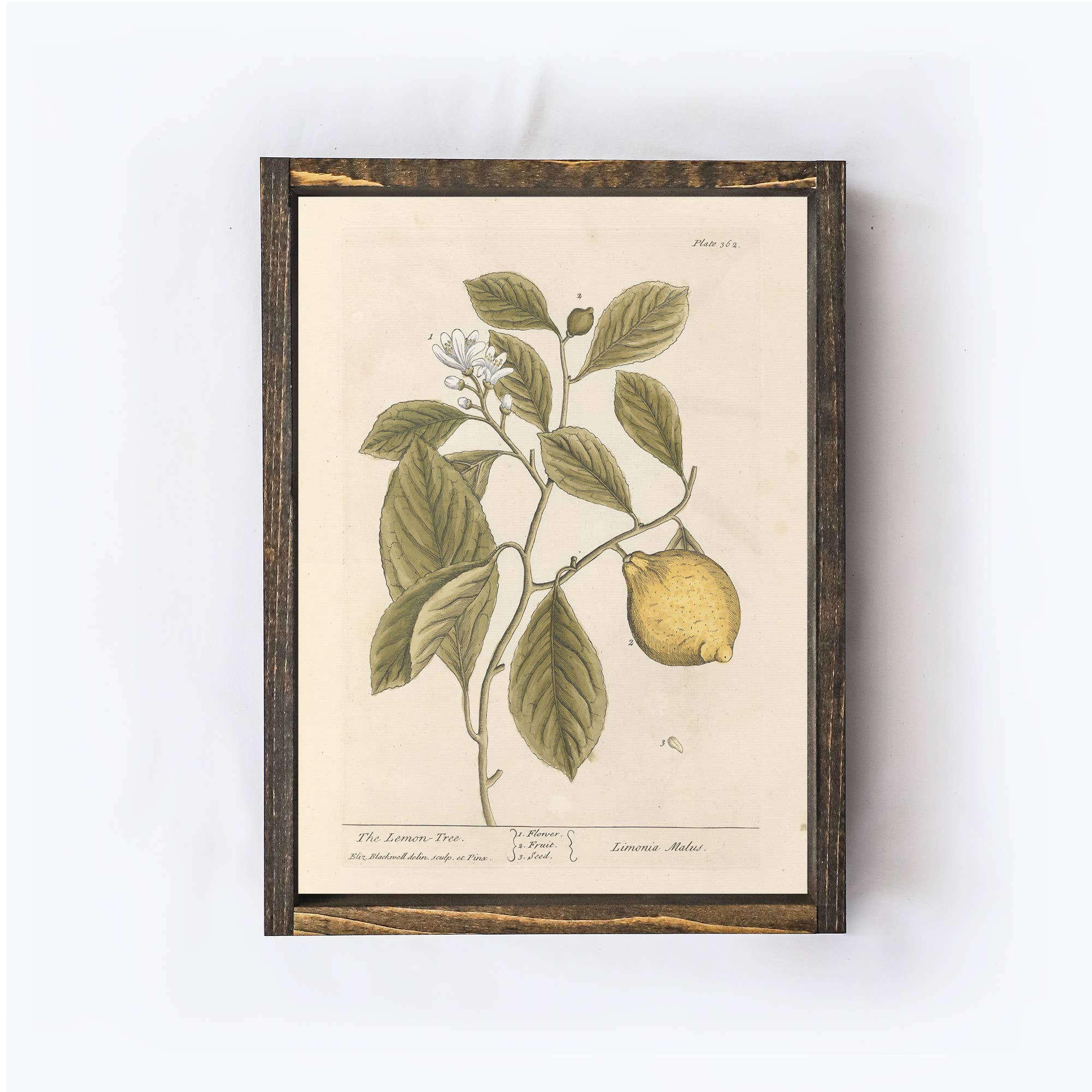 Vintage Lemon Tree Art - Cloth + Cabin