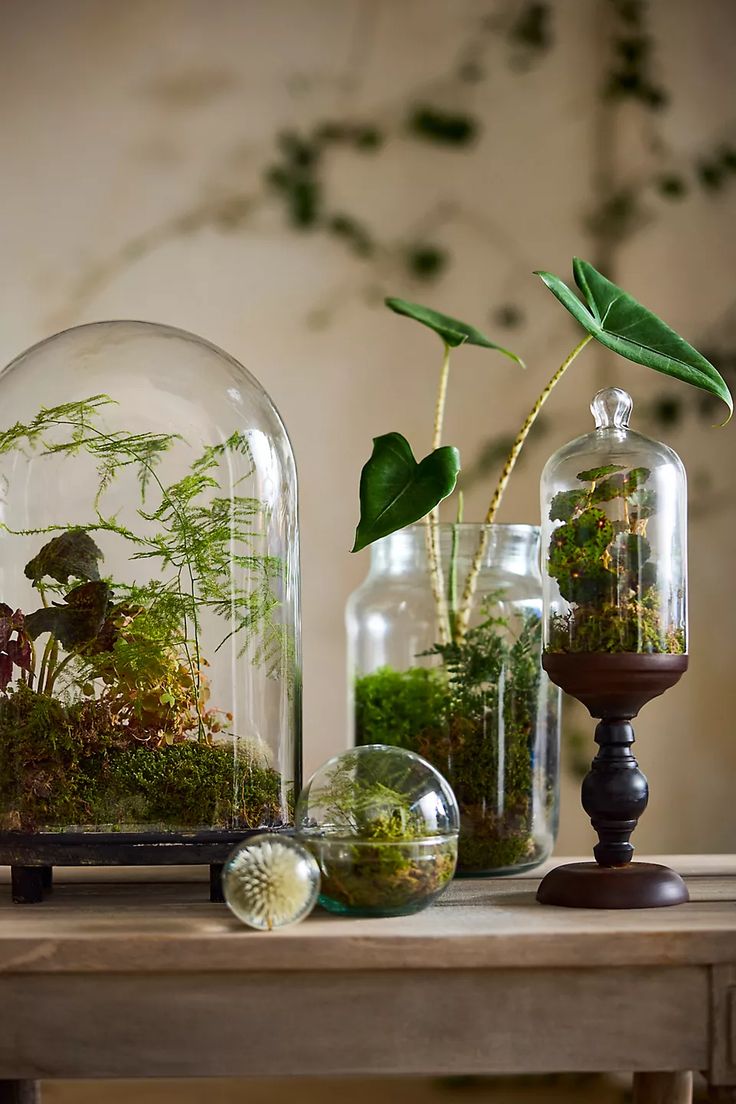 Build Your Own Terrarium
